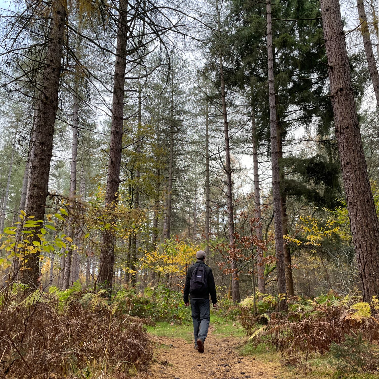 Geert tijdens een herfstwandeling tussen hoge bomen